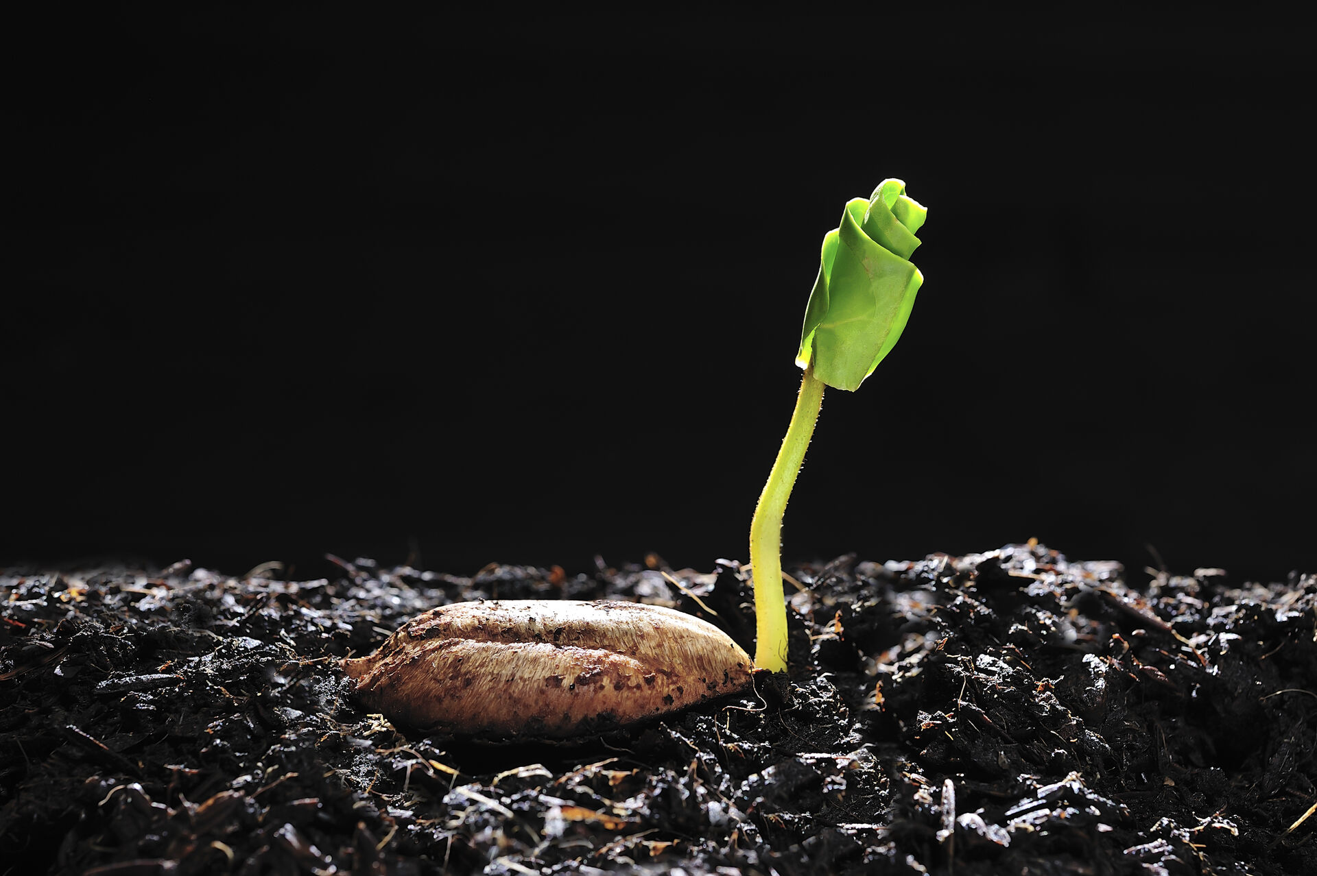 Business, Strategy & Corporate Alignment